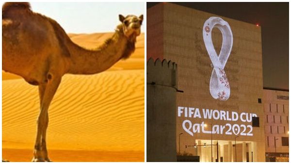 ഖത്തര്‍ ഫുട്‌ബോള്‍ ലോകകപ്പിന് പുതിയ വെല്ലുവിളി; ഒട്ടക പനി സാധ്യതയെന്ന് റിപ്പോര്‍ട്ട്... എന്താണ് കാമല്‍ ഫ്‌ളു