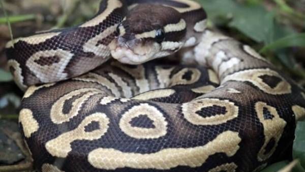 5 വയസ്സുകാരന്റെ കടിച്ചു, വെള്ളത്തിലേക്ക് വലിച്ചിഴച്ച് പെരുമ്പാമ്പ്; രക്ഷകനായി മുത്തച്ഛന്‍, വൈറല്‍