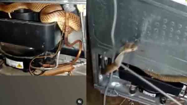 Viral Video- ഫ്രിഡ്ജില്‍ ചുരുണ്ടുകിടന്ന് മൂര്‍ഖന്റെ സുഖനിദ്ര...; പിന്നീട് സംഭവിച്ചത്