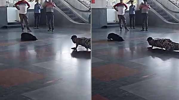 Viral Video- നിസാരം... ഇതൊക്കെ നമ്മളെക്കൊണ്ടും പറ്റും..; സൈനികന്റെ വര്‍ക്കൗട്ട് അനുകരിച്ച് നായ, വീഡിയോ കാണാം