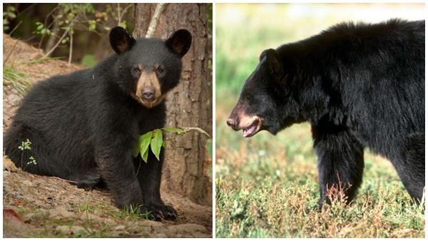 കടുവയ്ക്ക് പിന്നാലെ കരടിയും, വയനാട്ടില്‍ വന്യമൃഗ ഭീതി വിട്ടൊഴിയുന്നില്ല
