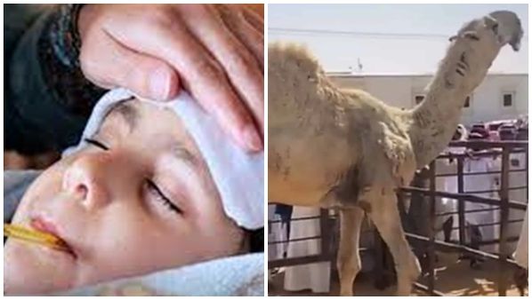 എന്താണ് ഒട്ടക പനി? അപകടകാരിയാണോ, ലക്ഷണങ്ങള്‍ എന്തൊക്കെ? അറിയാം വിശദമായി