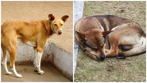തെരുവ് നായ ഭീതിയൊഴിയുന്നില്ല; കൊല്ലത്ത് ആറ് പേരെ നായ കടിച്ചു