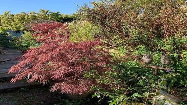 ഒരു നായയല്ലേ ആ നില്‍ക്കുന്നത്, ചെടികള്‍ക്കിടയില്‍ ഒളിഞ്ഞിരിപ്പാണ്; 17 സെക്കന്‍ഡില്‍ കണ്ടെത്തണം