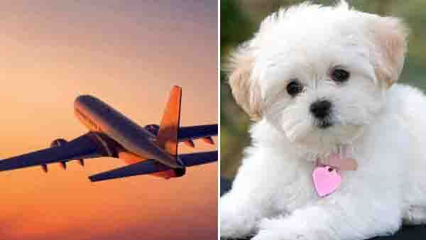 അമേരിക്കയില്‍ ഇറക്കേണ്ട നായയെ സൗദിയില്‍ കൊണ്ടാക്കി വിമാനക്കമ്പനി; ആദ്യം ഞെട്ടല്‍, ഒടുവില്‍ ആശ്വാസം