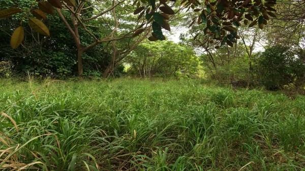 കാട്ടിനുള്ളില്‍ അതാ ഒരാള്‍; ആരും കാണാതെ ഒളിച്ചിരിക്കുകയാണ്, 21 സെക്കന്‍ഡില്‍ കണ്ടെത്തണം