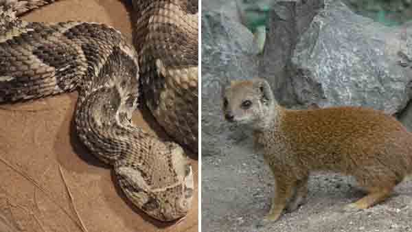 വൈപ്പിനില്‍ അണലികള്‍ പെരുകുന്നു.. കടിയേറ്റാല്‍ ചികിത്സിക്കാന്‍ കിലോമീറ്റര്‍ സഞ്ചരിക്കണം, ആകെ ആശ്വാസം കീരികള്‍