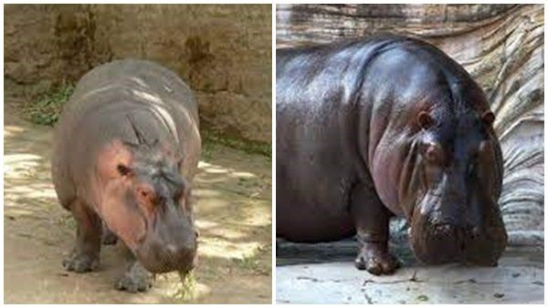 വിശന്നുവലഞ്ഞെത്തിയ ഹിപ്പോ രണ്ടു വയസുകാരനെ ജീവനോടെ വിഴുങ്ങി; അത്ഭുകരമായി രക്ഷപ്പെട്ടു