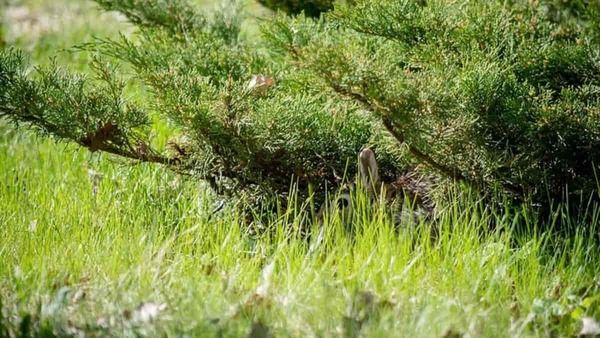 ഈ മുയല്‍ എന്തൊരു ക്യൂട്ടാണ്, ആ കാട്ടില്‍ ഒളിഞ്ഞിരിക്കുകയാണ്; 5 സെക്കന്‍ഡില്‍ കണ്ടെത്തണം