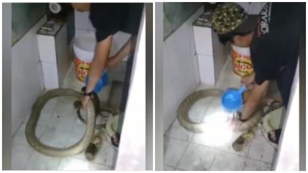 കൂറ്റന്‍ പാമ്പിനെ വെള്ളമൊഴിച്ച് കുളിപ്പിച്ച് യുവാവ്, അമ്പരന്ന് സോഷ്യല്‍ മീഡിയ; വൈറല്‍