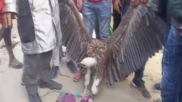 തുവെള്ള നിറം, ചിറകുകള്‍ക്ക് മാത്രം അഞ്ചടി നീളം; ആപൂര്‍വ ഇനം കഴുകനെ പിടികൂടി നാട്ടുകാര്‍