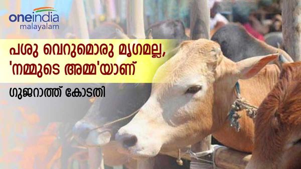 'ചാണകം കൊണ്ടുള്ള വീടിന് അണുവികിരണം ഏല്‍ക്കില്ല, പശു അമ്മയാണ്'; വിചിത്രവാദവുമായി കോടതി