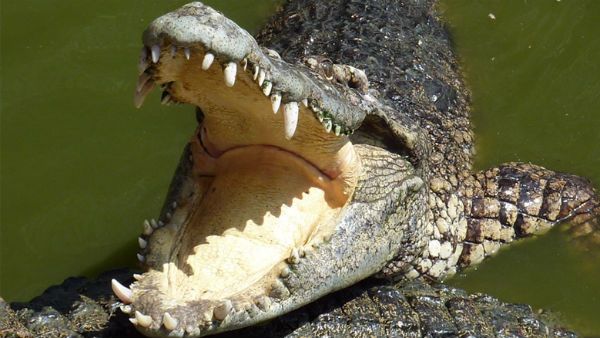 പെണ്‍കുട്ടിയെ വലിച്ചെടുത്ത് മുതല; ചാടിവീണ് ജ്യേഷ്ഠന്റെ ഹീറോയിസം; പുഷ്പം പോലെ രക്ഷിച്ചു!!