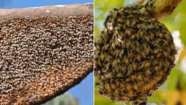 തേനീച്ച കൂടെന്ന് കരുതി കടന്നല്‍ കൂടിന് കല്ലെറിഞ്ഞ് വിദ്യാര്‍ത്ഥിനി; സ്‌കൂളിന് അവധി