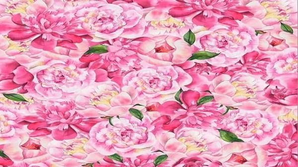 മഴവില്ല് പോലൊരു പൂക്കളിതാ, മനോഹരിയായ ചിത്രശലഭം അതിലുണ്ട്; 7 സെക്കന്‍ഡില്‍ കണ്ടെത്തണം