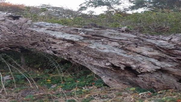 എന്തൊരു ക്യൂട്ട് പൂച്ചയാണ്, കാണാന്‍ എന്ത് ഭംഗി; ഒളിഞ്ഞിരിക്കുന്ന വിരുതനെ 7 സെക്കന്‍ഡില്‍ കണ്ടെത്തണം