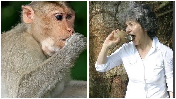 തട്ടിക്കൊണ്ടുപോയി, വളര്‍ത്തിയത് കുരങ്ങന്മാര്‍; മനുഷ്യരുടെ ഭാഷയറിയില്ല, വൈറലായി ബ്രിട്ടീഷ് യുവതി