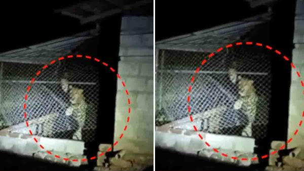 പാലക്കാട് കോഴിക്കൂട്ടില്‍ പുലി കുടുങ്ങി, ആറ് മണിക്കൂര്‍ വലയില്‍... ഒടുവില്‍ ചത്തു