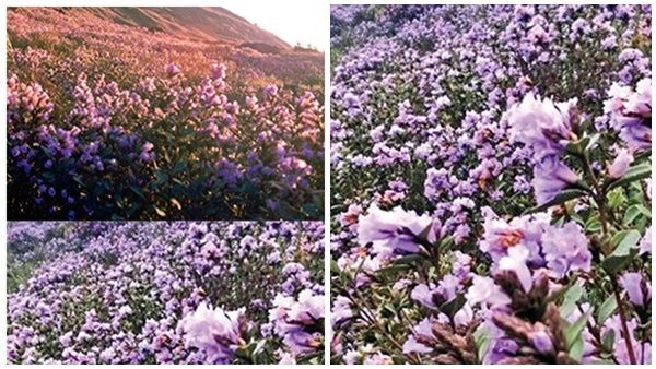 നീലക്കുറിഞ്ഞി പറിച്ചാല്‍ ജയിലില്‍ കിടക്കേണ്ടി വരും, പിഴ 25000, കൃഷി ചെയ്യാനും പാടില്ല