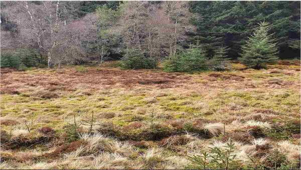 അതാ ഒരു ക്യൂട്ട് നായ, ഓടി ഒളിച്ചിരിക്കുകയാണ്; മിടുക്കുണ്ടെങ്കില്‍ 11 സെക്കന്‍ഡില്‍ കണ്ടെത്താം