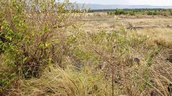 ഇതാ കണ്ണിനൊരു വെല്ലുവിളി; ഇരപിടിയന്‍ സിംഹം വിരുതനാണ്, 10 സെക്കന്‍ഡില്‍ കണ്ടെത്തിയാല്‍ ജീനിയസ്
