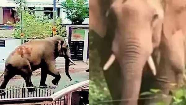 പിടി സെവന് മയക്കുവെടിയേറ്റു; ആദ്യഘട്ടം വിജയകരം.. നാട് വിറപ്പിച്ച കൊമ്പന്‍ ഇനി കൂട്ടിലേക്ക്