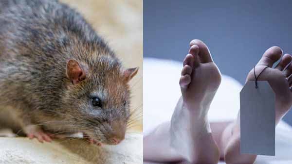 മോര്‍ച്ചറിയിലെ മൃതദേഹങ്ങളുടെ കണ്ണ് നഷ്ടമാകുന്നത് തുടര്‍ക്കഥ; കാരണഭൂതന്‍ എലിയെന്ന് അധികൃതര്‍