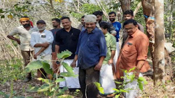 പുലി ഭീഷണി, കണ്ണൂര്‍ ജില്ലയിലെ മലയോരങ്ങളിലെ റബര്‍ ടാപ്പിങ് നിലച്ചു