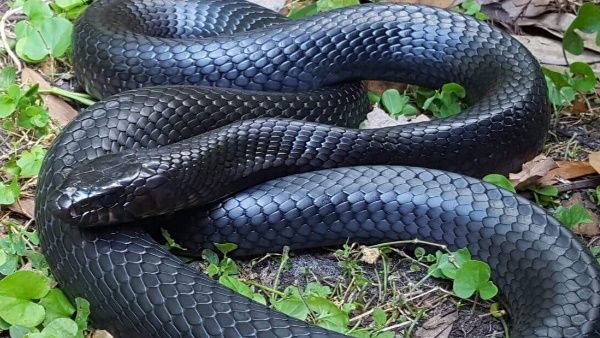 വിഷപാമ്പിനെ പിടിച്ച് പാമ്പുപിടുത്തക്കാരന്‍, പണം തരില്ലെന്ന് വീട്ടുകാരന്‍, പ്രതികാരം ഇങ്ങനെ