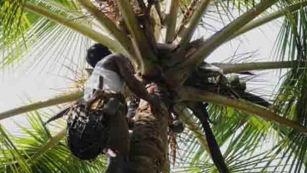 കള്ള് ചോദിച്ചിട്ട് കൊടുത്തില്ല; ചെത്തുകാരന്‍ കള്ള് ചെത്തുന്നതിനിടെ തെങ്ങ് മുറിച്ചിട്ട് മധ്യവയസ്‌കന്‍