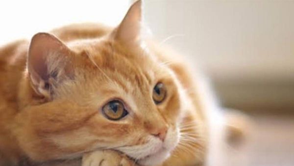 മണ്ണാർക്കാടിൽ നിന്നും യുവതി തട്ടിക്കൊണ്ടുപോയ പൂച്ചയെ അതീവ രഹസ്യമായി തിരിച്ചേൽപ്പിച്ചു..