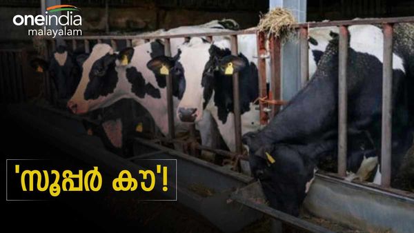 ഒരു ലക്ഷം ലിറ്റര്‍ പാല്‍ തരുന്ന ചൈനയുടെ സൂപ്പര്‍ കൗ!!