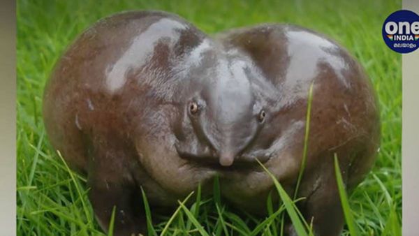 പാതാള തവളയെ സംസ്ഥാനത്തിൻ്റെ ഔദ്യോഗിക തവളയാക്കില്ല; കാരണം ഇത്