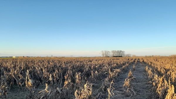 അതാ ചോളപ്പാടത്ത് ഒരു ക്യൂട്ട് നായ; ഓടിപ്പോവില്ല, ഒളിഞ്ഞിരിക്കുകയാണ്, 11 സെക്കന്‍ഡില്‍ കണ്ടെത്തണം
