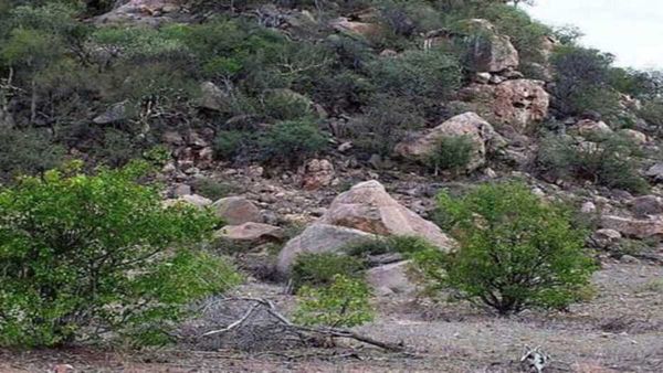 എന്താ ഭംഗി ഈ മാനിനെ കാണാന്‍; ആര്‍ക്കും പിടിതരില്ല, പറ്റുമെങ്കില്‍ 11 സെക്കന്‍ഡില്‍ കണ്ടെത്തൂ