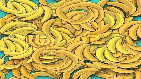 ഒന്നിലും തൊടരുത്, അതാ നില്‍ക്കുന്നു വിഷപാമ്പ്, ഒളിഞ്ഞിരിക്കുകയാണ്; കണ്ടെത്താന്‍ 5 സെക്കന്‍ഡ് തരാം