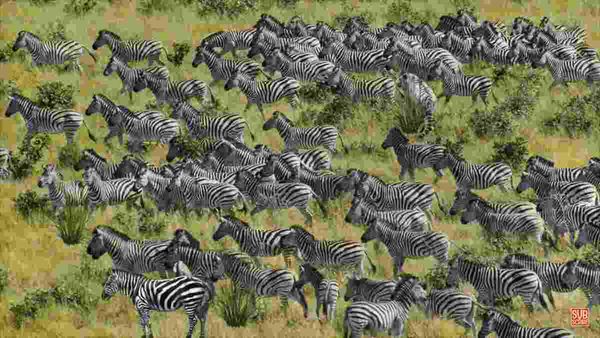 അതാ സീബ്രകളുടെ ഒരു കൂട്ടം, ഇടയില്‍ ഒരു കടുവയുണ്ട്; 7 സെക്കന്‍ഡില്‍ കണ്ടെത്തണം