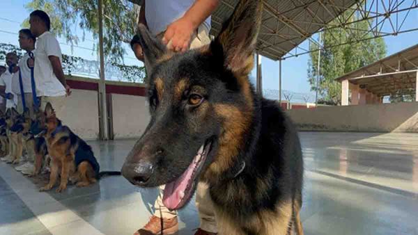 മോഷ്ടാവിനെ തപ്പിയിറങ്ങിയ പൊലീസ് നായയുടെ തലയില്‍ തേങ്ങ വീണു; ചാര്‍ലി ഓക്കെയെന്ന് പൊലീസ്