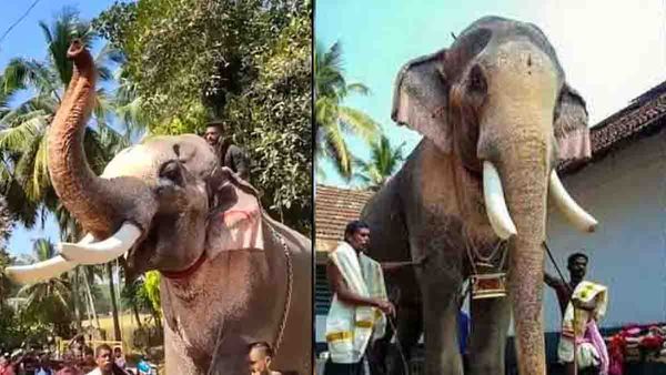 തെച്ചിക്കോട്ടുകാവ് രാമചന്ദ്രന്‍ ഇടഞ്ഞിട്ടില്ല, എല്ലാത്തിനും പിന്നില്‍ താരപദവി; വിശദീകരണവുമായി ദേവസ്വം ബോര്‍ഡ്