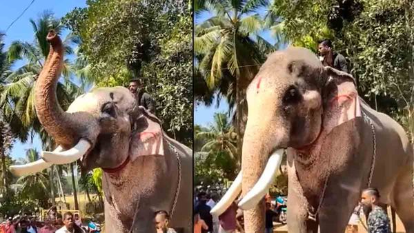 പിറകിലെ ആന ചിന്നം വിളിച്ചു, തെച്ചിക്കോട്ടുകാവ് രാമചന്ദ്രന്‍ ഇടഞ്ഞു; പാപ്പാന് ഗുരുതര പരിക്ക്