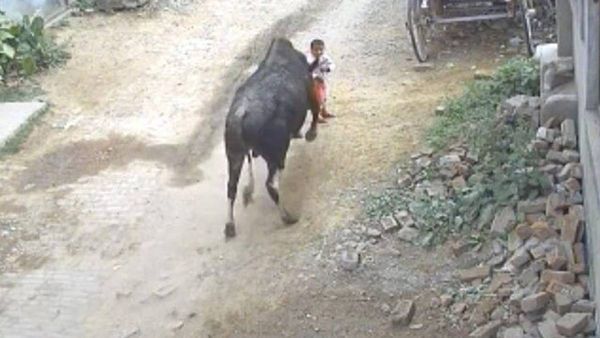 4 വയസ്സുകാരനെ പാഞ്ഞെത്തി കുത്തിത്തെറിപ്പിച്ച് കാള; ഞെട്ടിക്കുന്ന വീഡിയോ..