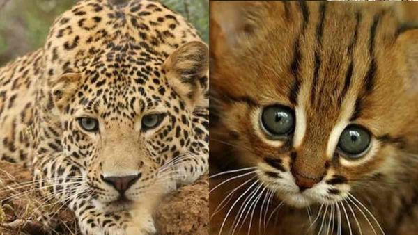 കോഴിയെ അകത്താക്കിയ പുലിയെ നാട്ടുകാര്‍ കൂട്ടിലാക്കി; ഉദ്യോഗസ്ഥര്‍ എത്തിയപ്പോള്‍ പുലി 'പൂച്ച'യായി