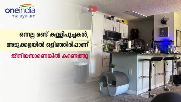 ഒന്നല്ല 2 വിരുതന്‍മാര്‍, ക്യൂട്ട് പൂച്ചക്കുട്ടികള്‍ അടുക്കളയില്‍ കയറിയിരിക്കുകയാണ്; ഉടന്‍ കണ്ടെത്തണം