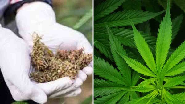 'ഈ പ്രായത്തില്‍ ഇതൊക്കെ പതിവല്ലേ സാറെ...'; മകന്റെ കഞ്ചാവ് ഉപയോഗം പിടിക്കാനെത്തിയവരോട് അമ്മ