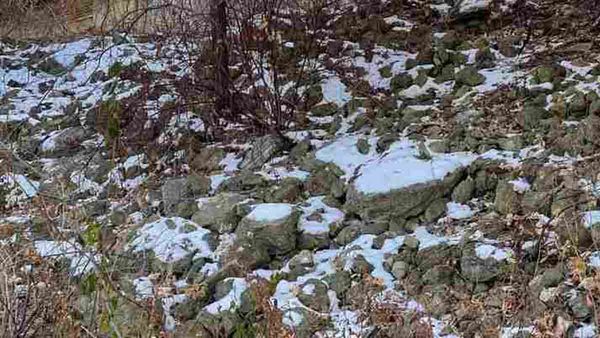 98 ശതമാനം പേരും തോറ്റ ഒപ്ടിക്കല്‍ ഇല്യൂഷന്‍ ചിത്രം; മറഞ്ഞിരിക്കുന്ന അണ്ണാനെ 10 സെക്കന്റില്‍ കണ്ടെത്താമോ