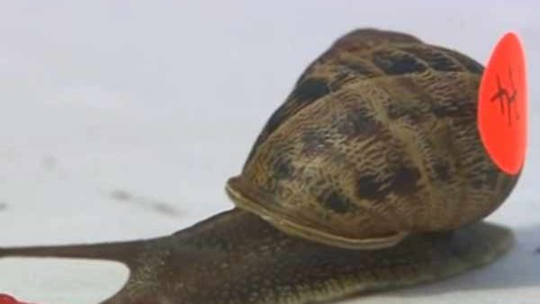 ആന്ധ്രയില്‍ ഇതാ ഒരു വെറൈറ്റി ഫുഡ്: വൈറലായി ഒച്ചുകറി; കഴിച്ചാല്‍ രണ്ടാണ് കാര്യങ്ങള്‍