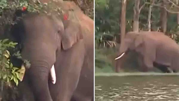 മിഷന്‍ അരികൊമ്പന്‍: ദൗത്യം തുടങ്ങി, കൂടെ മറ്റ് രണ്ട് ആനകളും, മയക്കുവെടി വെക്കുന്നത് വൈകിയേക്കും