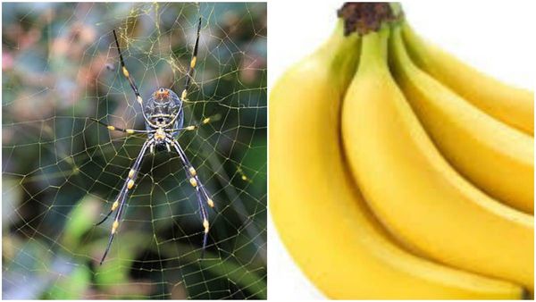 കവറിനുള്ളിൽ ഭീമൻ ചിലന്തി, വിഷമേറ്റാൽ മരണം.. ഇതൊന്നുമറിയാതെ പഴമെടുത്ത് കഴിച്ച് യുവാവ്.. പിന്നെ നടന്നത്