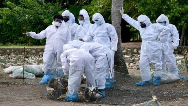 എച്ച് 3 എൻ 8 പക്ഷിപ്പനി: ലോകത്തിലെ ആദ്യത്തെ മനുഷ്യ മരണം ചൈനയിൽ രേഖപ്പെടുത്തിയതായി ഡബ്ല്യൂഎച്ച്ഒ