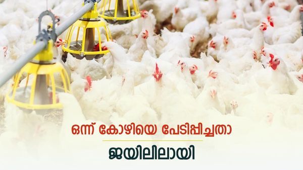 അയല്‍വാസിക്കിട്ട് നല്ല അസ്സല് പണികൊടുത്തു, ലക്ഷങ്ങളുടെ നഷ്ടം; യുവാവ് ജയിലിലായി, കാരണം വൈറല്‍